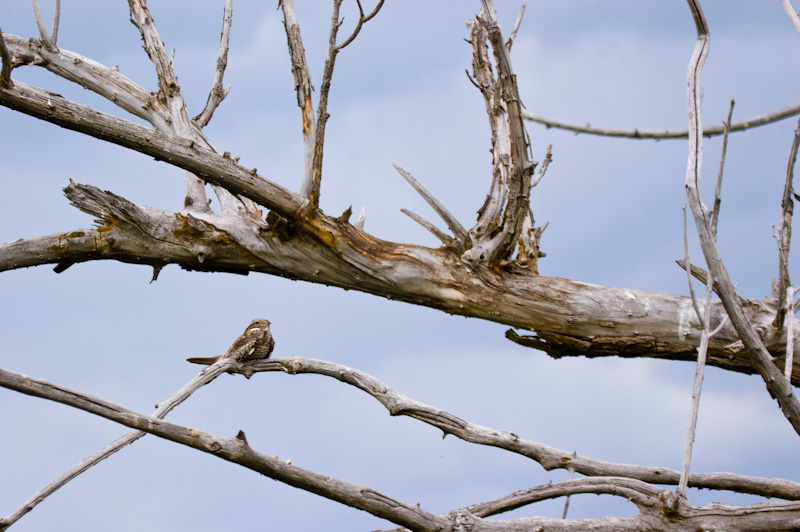 Common Nighthawk On Branch